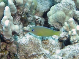 62 Blueeye Damselfish IMG 2377